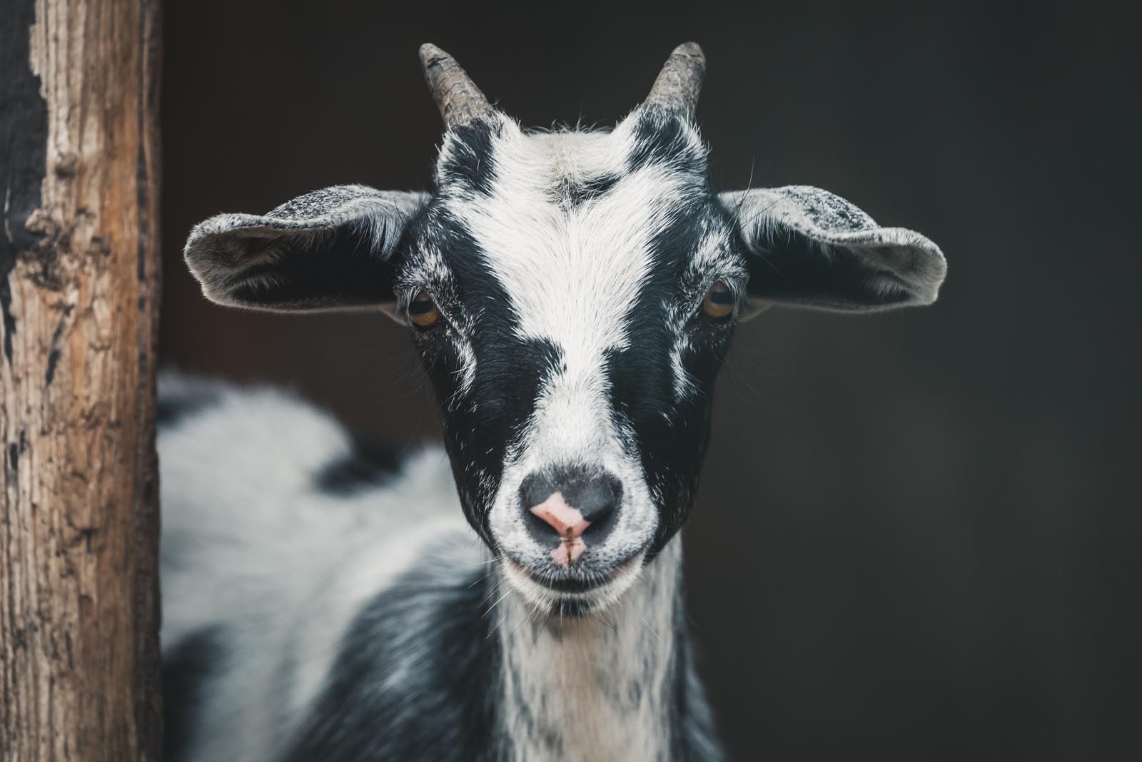 Goat milk formula comparison guide for babies