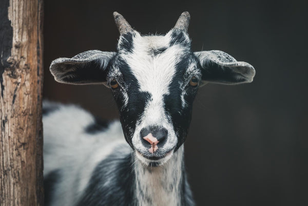 Goat milk formula comparison guide for babies