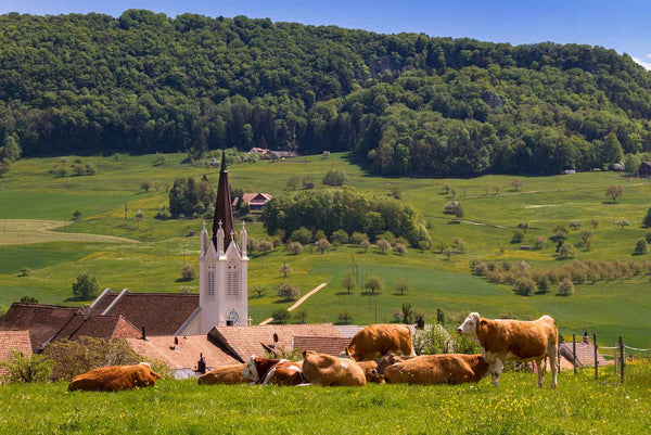 Cows grazing for an organic vs conventional baby formula guide