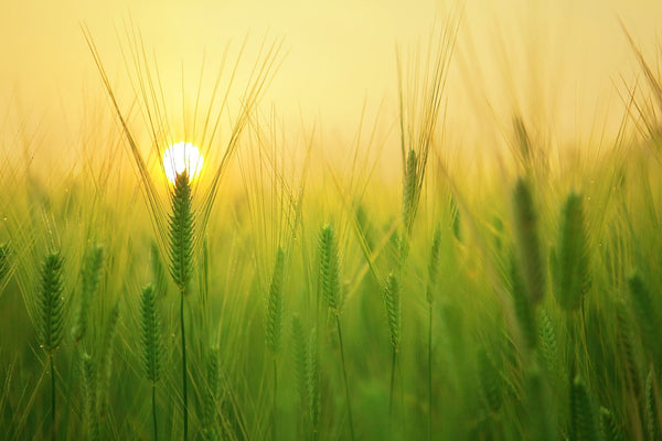 Organic grain field for HiPP baby formula guide