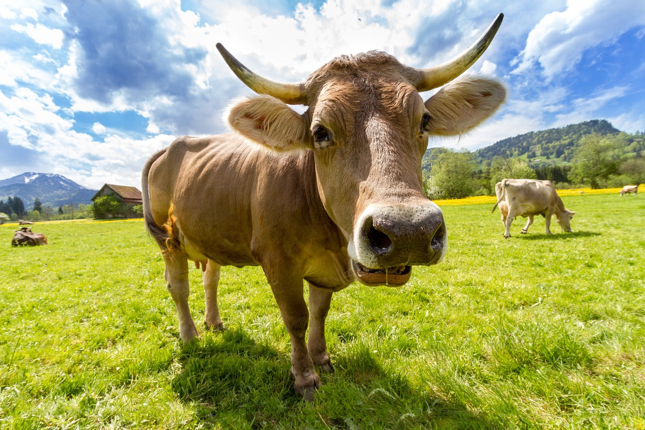 Cow grazing in pasture for Holle and Lebenswert organic formula guide