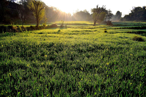 Pasture landscape for Lebenswert Bio formula and Bioland guide